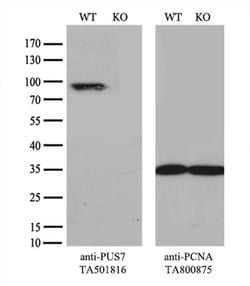 PUS7 Mouse anti-Canine, Human, Rat, Clone: OTI4C6, liquid, TrueMAB 100
