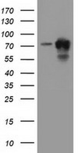PUS7 Monoclonal Antibody (OTI4H5), TrueMAB , OriGene 100 &mu;L; Unconjugated:Antibodies,