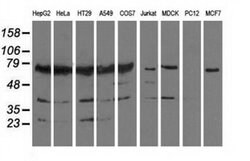 PUS7 Monoclonal Antibody (OTI4H5), TrueMAB , OriGene 100 &mu;L; Unconjugated:Antibodies,