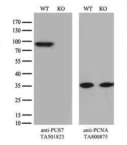 PUS7 Monoclonal Antibody (OTI4H5), TrueMAB , OriGene 100 &mu;L; Unconjugated:Antibodies,