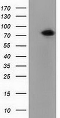 PUS7 Monoclonal Antibody (OTI4A2), TrueMAB , OriGene 100 &mu;L; Unconjugated:Antibodies,