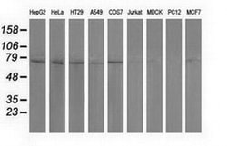 PUS7 Monoclonal Antibody (OTI4A2), TrueMAB , OriGene 100 &mu;L; Unconjugated:Antibodies,