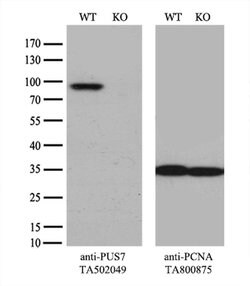 PUS7 Monoclonal Antibody (OTI4A2), TrueMAB , OriGene 100 &mu;L; Unconjugated:Antibodies,