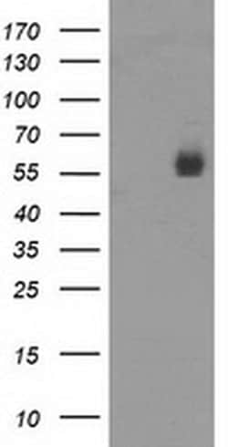 PVRL1 Monoclonal Antibody (OTI1B6), TrueMAB , OriGene 100 &mu;L; Unconjugated:Antibodies,