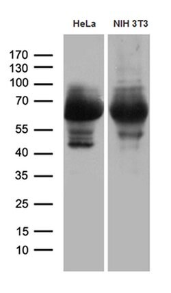 PXN Monoclonal Antibody (OTI1H10), TrueMAB , OriGene 100 &mu;L; Unconjugated:Antibodies,