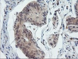 PYCARD Mouse anti-Human, Clone: OTI2A7, liquid, TrueMAB 30 &mu;L; Unconjugated:Antibodies,