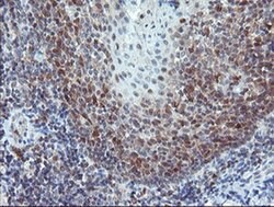 PYCARD Mouse anti-Human, Clone: OTI2A7, liquid, TrueMAB 30 &mu;L; Unconjugated:Antibodies,