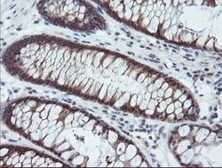 PYCARD Mouse anti-Human, Clone: OTI2A7, liquid, TrueMAB 30 &mu;L; Unconjugated:Antibodies,