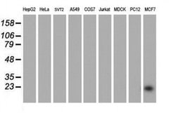 PYCARD Monoclonal Antibody (OTI1A2), TrueMAB , OriGene 30 &mu;L; Unconjugated:Antibodies,