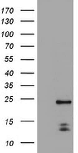 PYCARD Mouse anti-Human, Clone: OTI2A7, liquid, TrueMAB 30 &mu;L; Unconjugated:Antibodies,