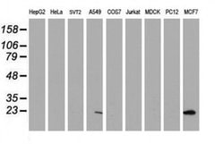 PYCARD Mouse anti-Human, Clone: OTI2A7, liquid, TrueMAB 30 &mu;L; Unconjugated:Antibodies,