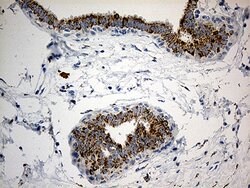 PYCR1 Mouse anti-Human, Clone: OTI4F2, lyophilized, TrueMAB 100 &mu;g;