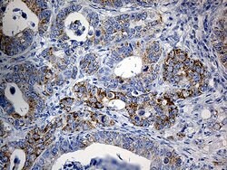 PYCR1 Mouse anti-Human, Clone: OTI4F2, lyophilized, TrueMAB 100 &mu;g;