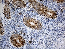 PYCR1 Mouse anti-Human, Clone: OTI4F2, lyophilized, TrueMAB 100 &mu;g;