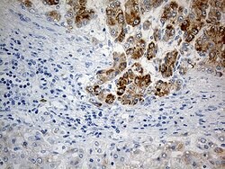 PYCR1 Mouse anti-Human, Clone: OTI4F2, lyophilized, TrueMAB 100 &mu;g;
