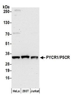 PYCR1/P5CR Rabbit anti-Human, Polyclonal, Bethyl Laboratories 100 &mu;L;