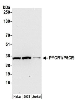 PYCR1/P5CR Rabbit anti-Human, Polyclonal, Bethyl Laboratories 100 &mu;L;