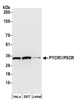 PYCR1/P5CR Polyclonal Antibody, Bethyl Laboratories:Antibodies:Primary