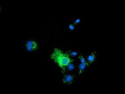 PYCR2 Monoclonal Antibody (OTI5B7), TrueMAB , OriGene 30 &mu;L; Unconjugated:Antibodies,