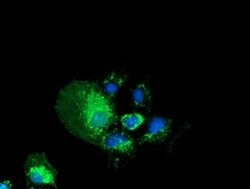 PYCR2 Monoclonal Antibody (OTI2F11), TrueMAB , OriGene:Antibodies:Primary