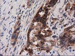 PYCR2 Mouse anti-Human, Clone: OTI2A12, liquid, TrueMAB 100 &mu;L | Buy Online | Origene Technologies | Fisher Scientific