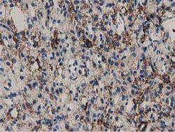 PYCR2 Monoclonal Antibody (OTI5C7), TrueMAB , OriGene 30 &mu;L; Unconjugated:Antibodies,