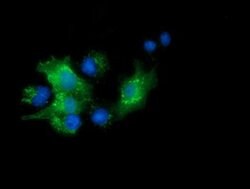 PYCRL Monoclonal Antibody (OTI3A8), TrueMAB , OriGene 30 &mu;L; Unconjugated:Antibodies,