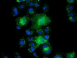PYCRL Mouse anti-Human, Clone: OTI2E10, lyophilized, TrueMAB 100 &mu;g;