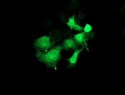 PYCRL Mouse anti-Human, Rat, Clone: OTI1B12, lyophilized, TrueMAB 100 &mu;g;