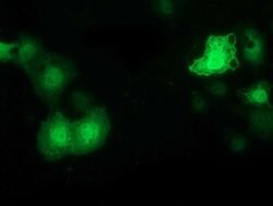 PYCRL Monoclonal Antibody (OTI5F7), TrueMAB , OriGene 100 &mu;L; Unconjugated:Antibodies,