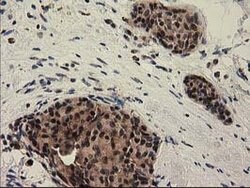PYCRL Mouse anti-Human, Clone: OTI8H6, lyophilized, TrueMAB 100 &mu;g;