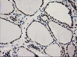 PYCRL Monoclonal Antibody (OTI3B9), TrueMAB , OriGene 100 &mu;L; Unconjugated:Antibodies,