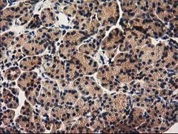 PYCRL Mouse anti-Human, Rat, Clone: OTI1B12, lyophilized, TrueMAB 100 &mu;g;