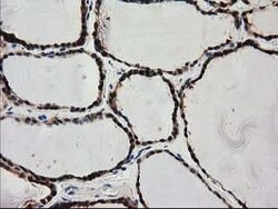 PYCRL Mouse anti-Human, Rat, Clone: OTI1B12, lyophilized, TrueMAB 100 &mu;g;