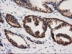 PYCRL Mouse anti-Human, Rat, Clone: OTI1B12, lyophilized, TrueMAB 100 &mu;g;