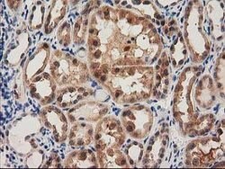 PYCRL Mouse anti-Human, Rat, Clone: OTI1B12, lyophilized, TrueMAB 100 &mu;g;