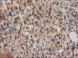 PYCRL Mouse anti-Human, Rat, Clone: OTI1B12, lyophilized, TrueMAB 100 &mu;g;