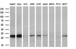 PYCRL Mouse anti-Human, Clone: OTI2E10, lyophilized, TrueMAB 100 &mu;g;