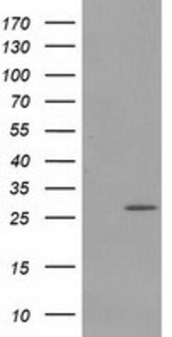PYCRL Mouse anti-Human, Clone: OTI8H6, lyophilized, TrueMAB 100 &mu;g;