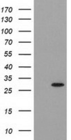 PYCRL Mouse anti-Human, Rat, Clone: OTI1B12, lyophilized, TrueMAB 100 &mu;g;