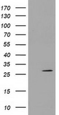 PYCRL Monoclonal Antibody (OTI5F7), TrueMAB , OriGene 100 &mu;L; Unconjugated:Antibodies,