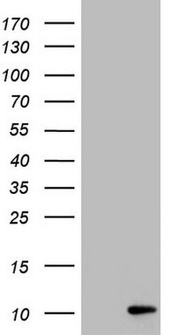 PYDC1 Monoclonal Antibody (OTI11C3), TrueMAB , OriGene 100 &mu;L; Unconjugated:Antibodies,