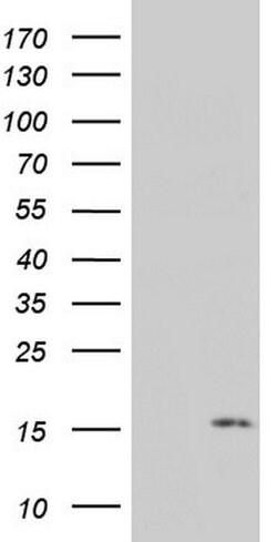 PYDC1 Monoclonal Antibody (OTI1A4), TrueMAB , OriGene:Antibodies:Primary