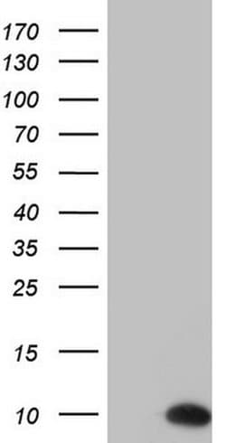 PYDC1 Monoclonal Antibody (OTI7A2), TrueMAB , OriGene 100 &mu;L; Unconjugated:Antibodies,
