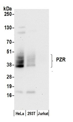 PZR Polyclonal Antibody, Bethyl Laboratories 20 &mu;L; Unconjugated:Antibodies,
