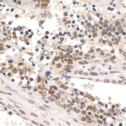 Paf1 Rabbit anti-Human, Mouse, Polyclonal, Bethyl Laboratories 10 &mu;l;