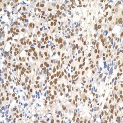 Paf1 Rabbit anti-Human, Mouse, Polyclonal, Bethyl Laboratories 10 &mu;l;