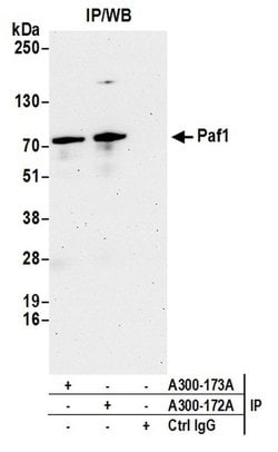 Paf1 Rabbit anti-Human, Mouse, Polyclonal, Bethyl Laboratories 100 &mu;L;
