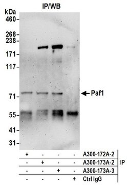 Paf1 Rabbit anti-Human, Mouse, Polyclonal, Bethyl Laboratories 10 &mu;l;