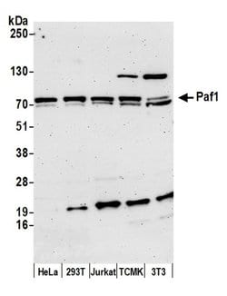 Paf1 Polyclonal Antibody, Bethyl Laboratories:Antibodies:Primary Antibodies
